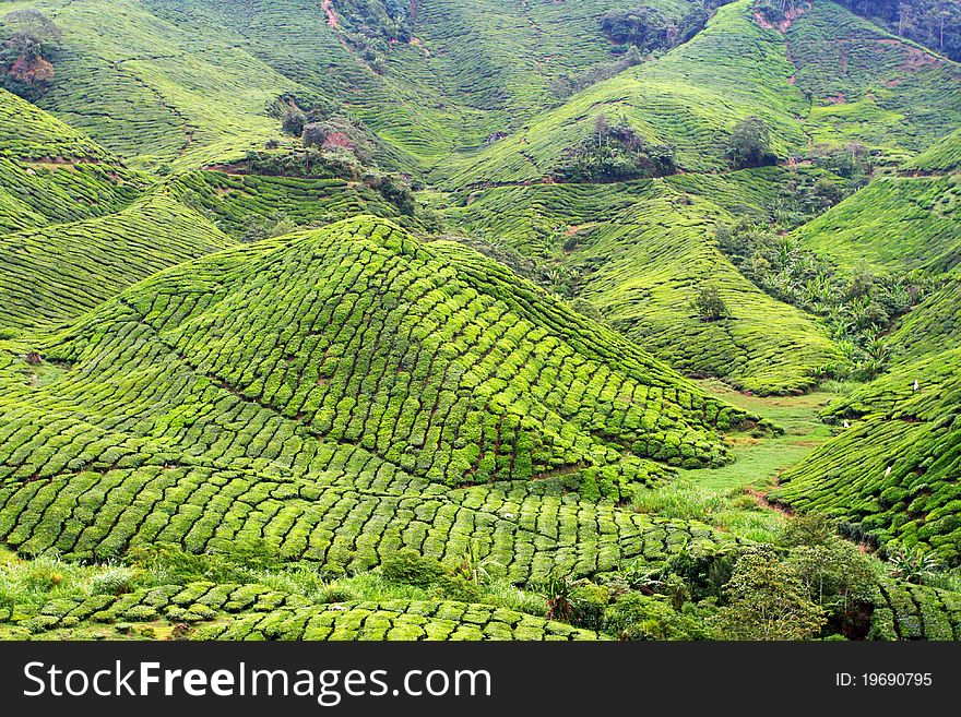 Tea plantation at the Cameron Highland, Malaysia