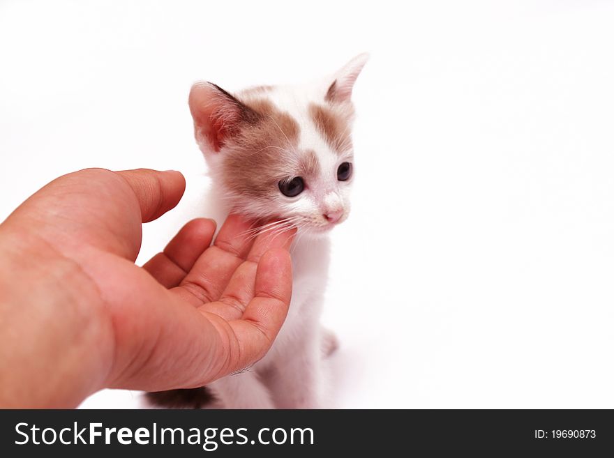 Cute kitten with a caring hand