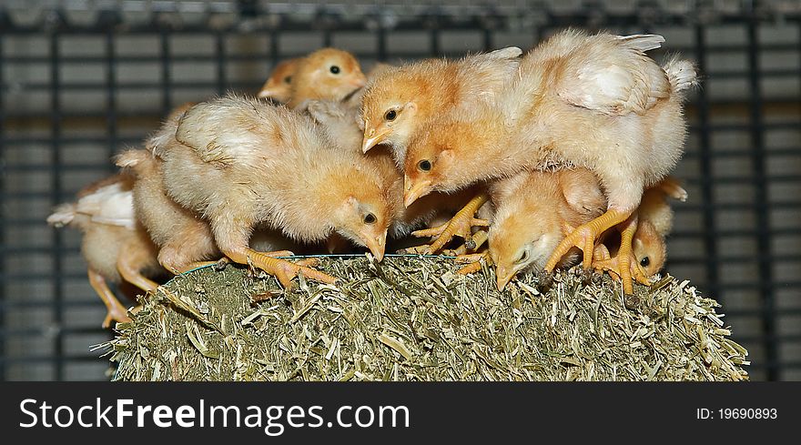 One week old layer chickens (free range) pecking from lucerne, against a dark background. One week old layer chickens (free range) pecking from lucerne, against a dark background