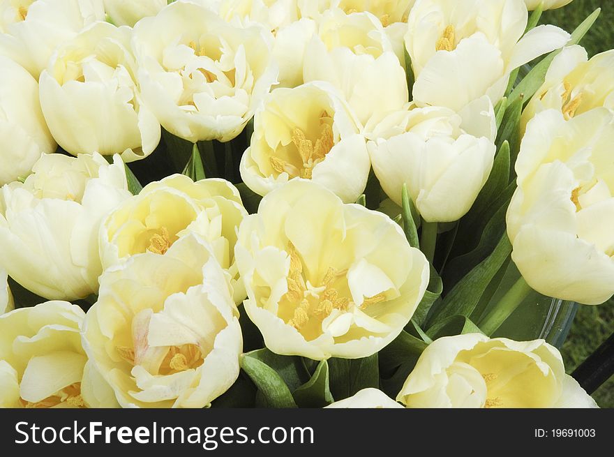 Bouquet of off white tulips
