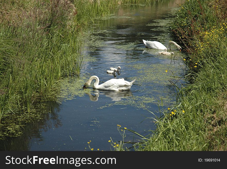 Two swans with baby swans in a ditch. Two swans with baby swans in a ditch