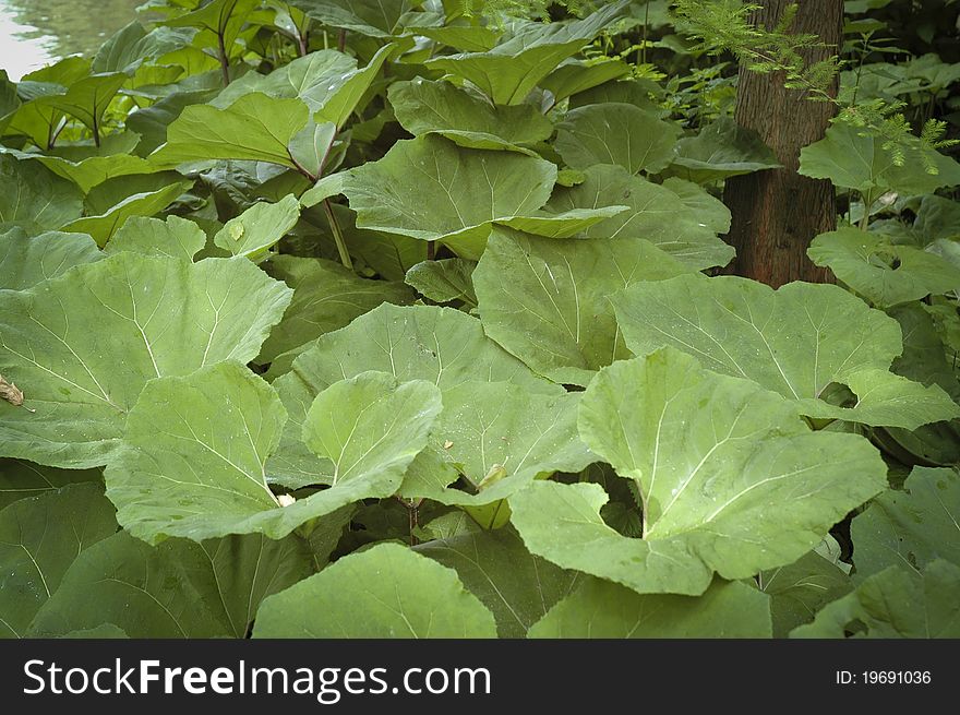 Closeup of the leaves of a  rhubarb plant