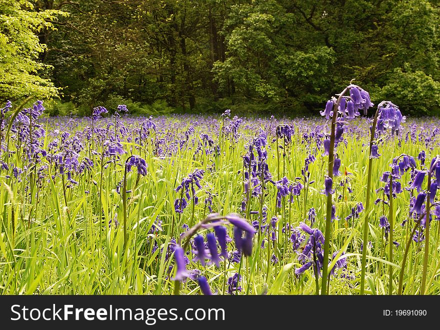 A Spring Meadow of Bluebells