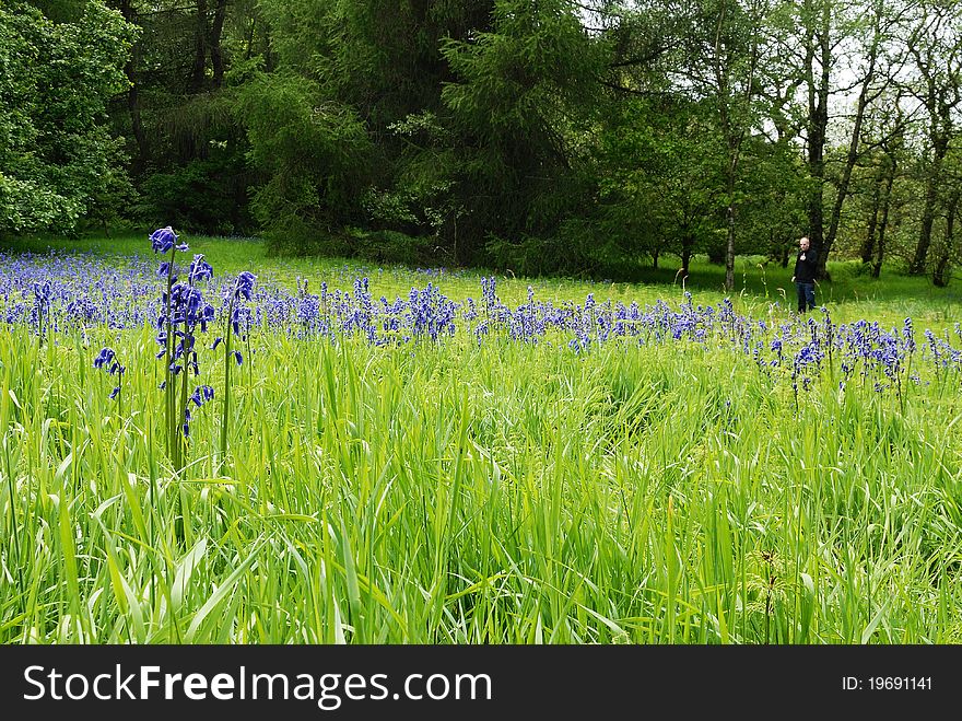 A Spring Meadow of Bluebells