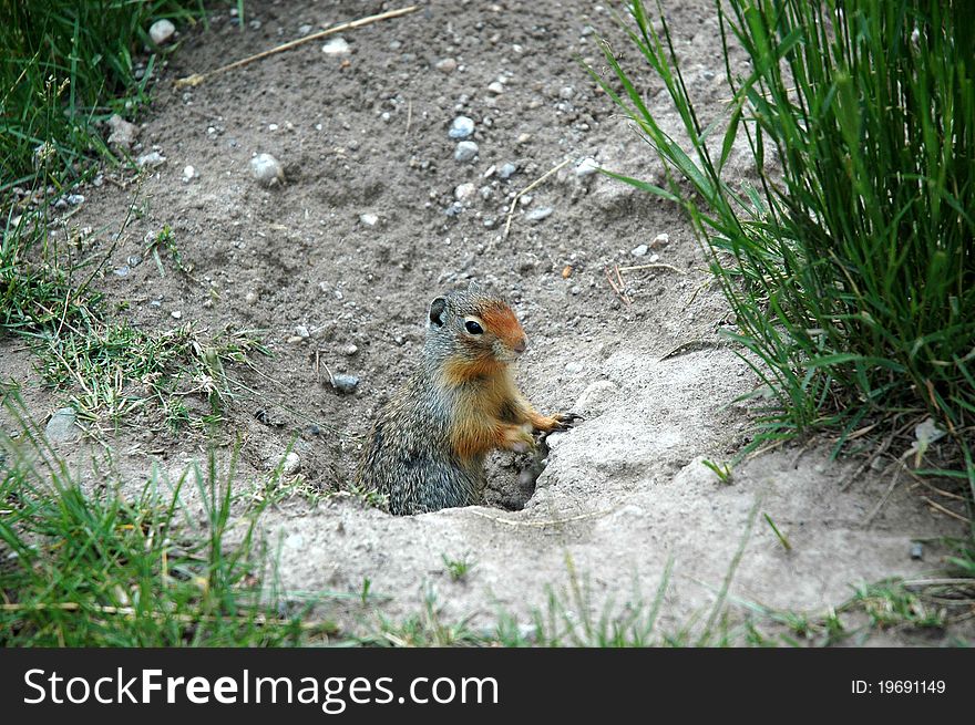 Groundsquirl crawls out of his hole. Groundsquirl crawls out of his hole