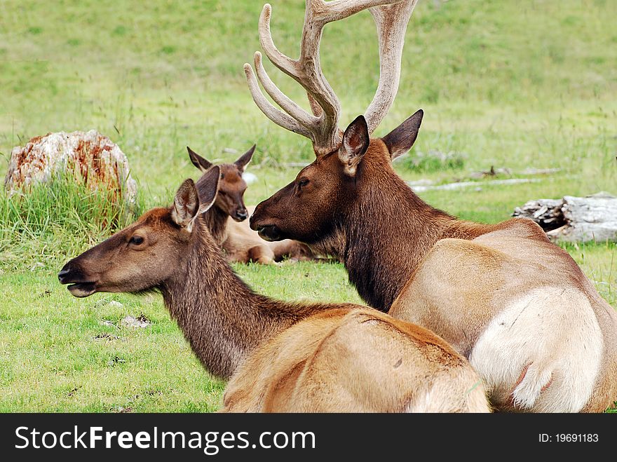 Elk at pasture near Anchorage, Alaska. Elk at pasture near Anchorage, Alaska