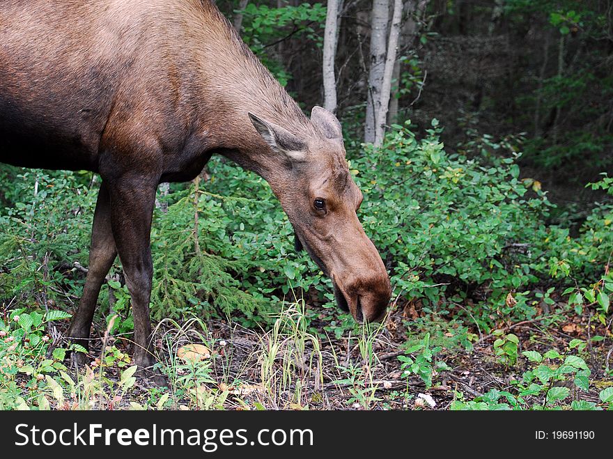 Cow Moose in Alaska