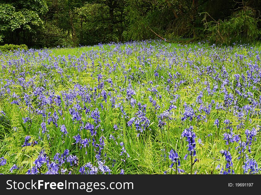 A Spring Meadow of Bluebells