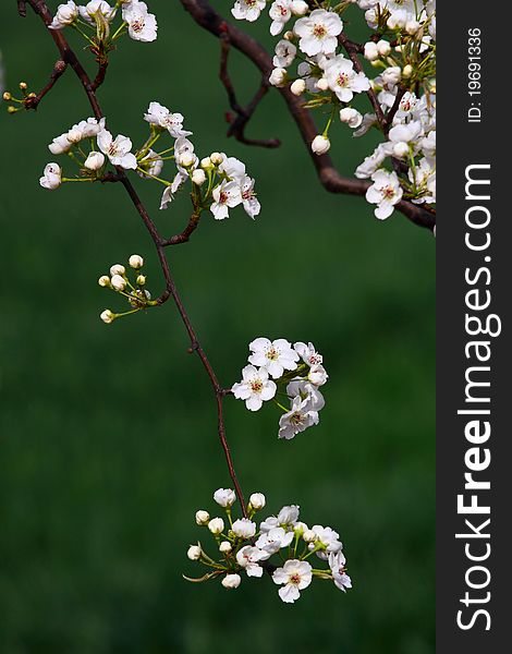 Pear Flowers