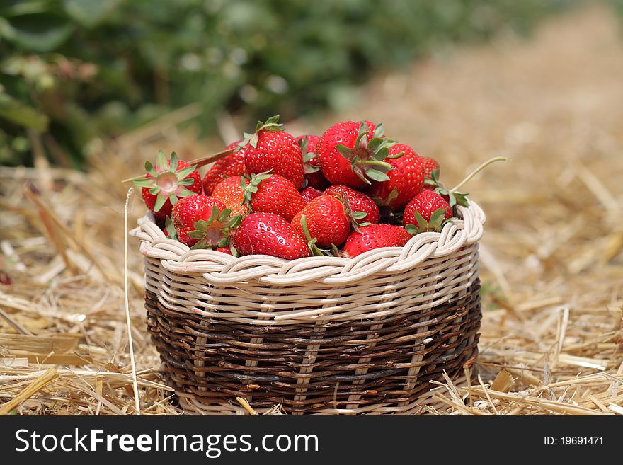Strawberry in the basket on the field