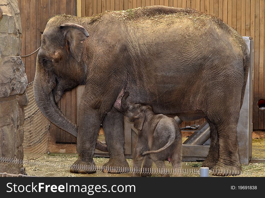 30 days old elephant baby during breastfeeding. 30 days old elephant baby during breastfeeding.