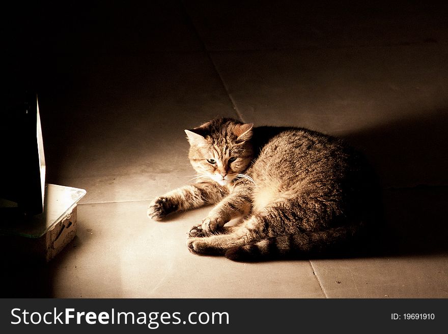 Ginger cat basking in artificial light