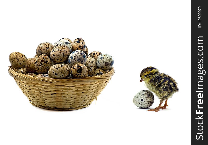 Baby quails and wood basket filled with eggs