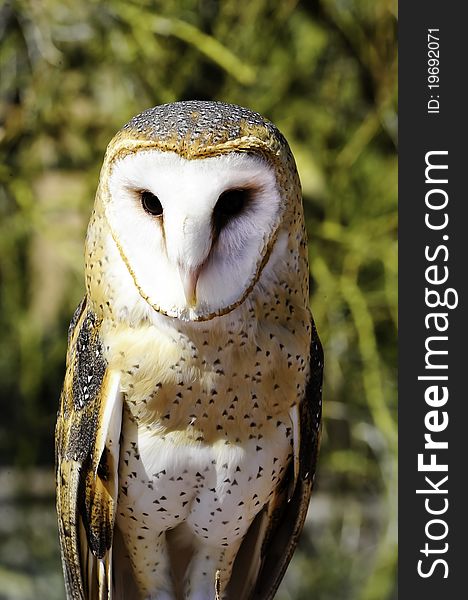 Portrait of a Barn Owl