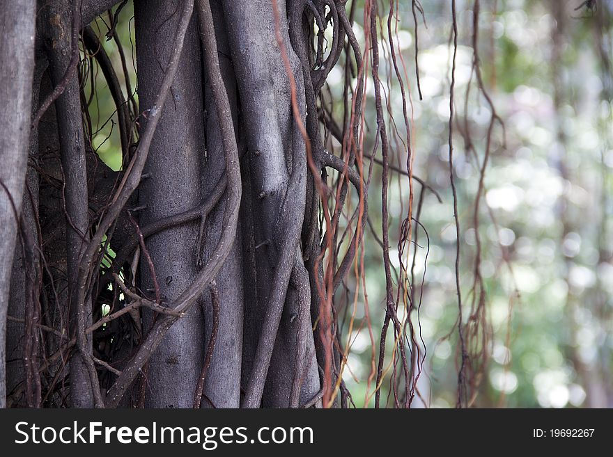 The vine involves banyan ancient tree