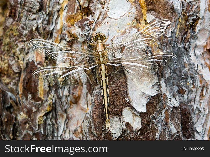 Dragonfly full-length sitting on the tree bark