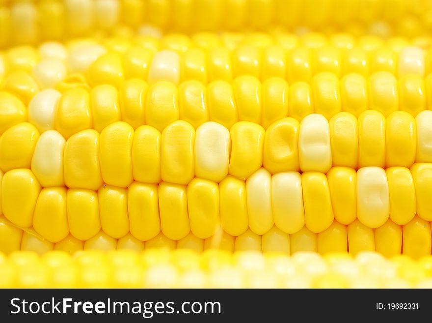 Corn Close-up.