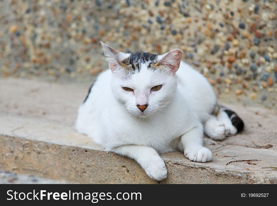 A cat portrait with sharp eyesight