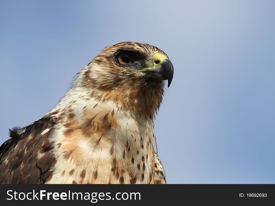 Eagle from Galapagos islands, equador. Eagle from Galapagos islands, equador