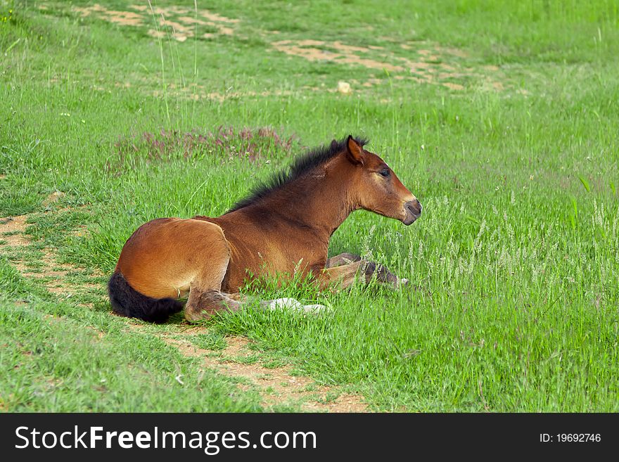 Baby horse on grass