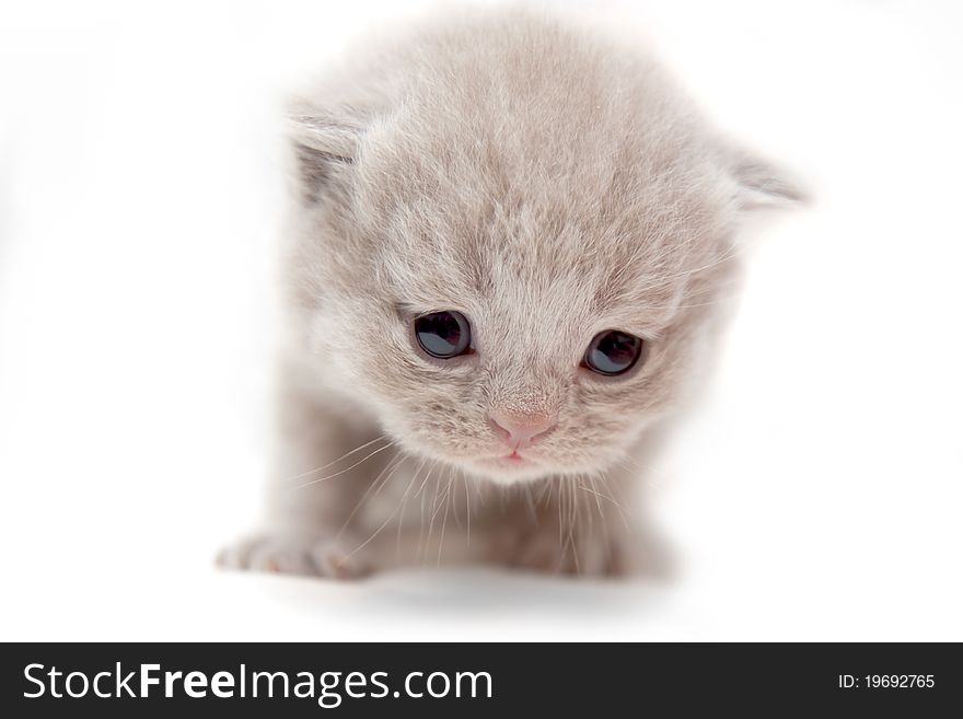 Poor scared kitten looks down attentively on a white background. Poor scared kitten looks down attentively on a white background