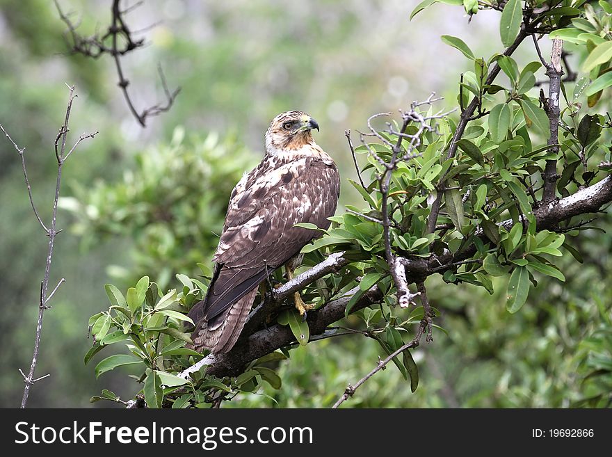 Eagle from Galapagos islands, equador. Eagle from Galapagos islands, equador