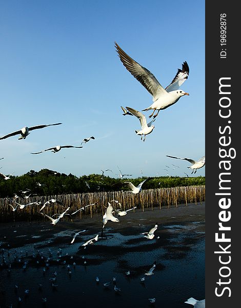 Many of flying sea gull in the air. Many of flying sea gull in the air.