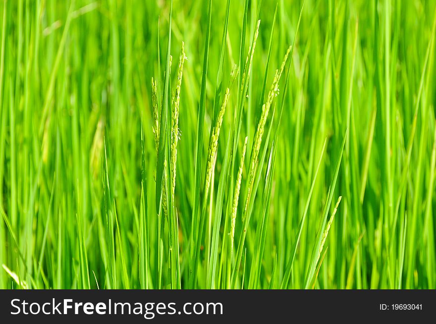 Green filed  of rice, used to background. Green filed  of rice, used to background
