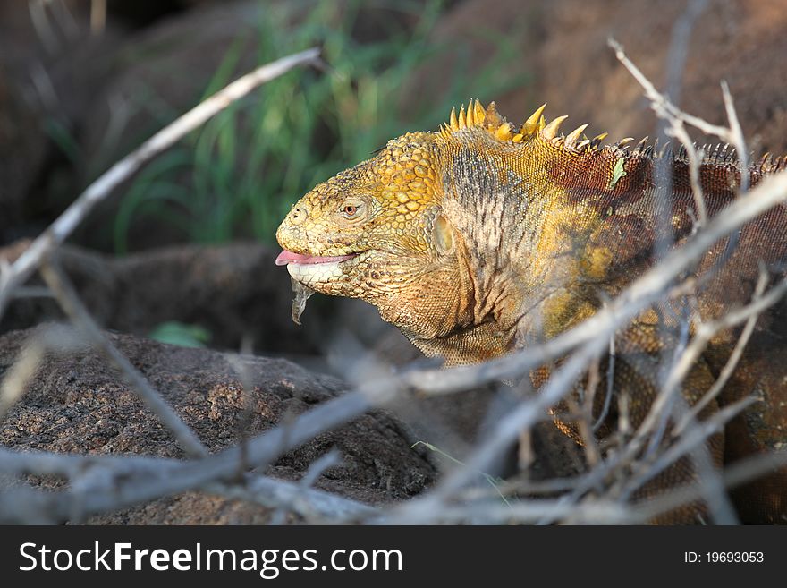 Iguana from Galapagos island, Equador