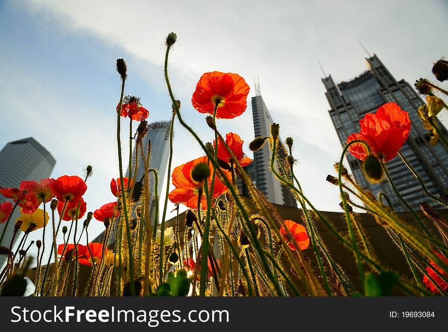 Those poppies are shot in a park at the angle of elevation. In backgrounds there are banking buildings. Those poppies are shot in a park at the angle of elevation. In backgrounds there are banking buildings.