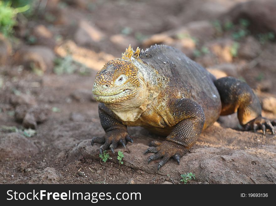 Iguana from Galapagos island, Equador