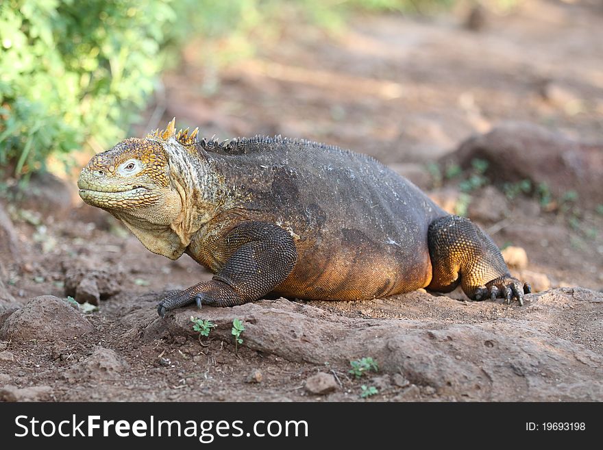 Iguana from Galapagos island, Equador