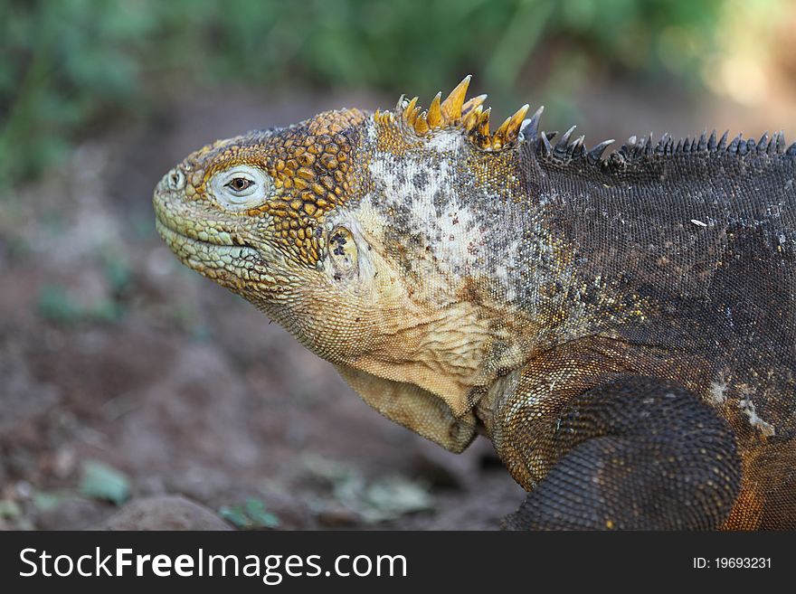 Iguana from Galapagos island, Equador