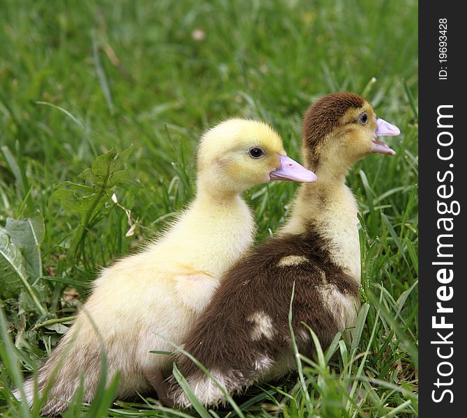 Yellow and brown ducklings on grass