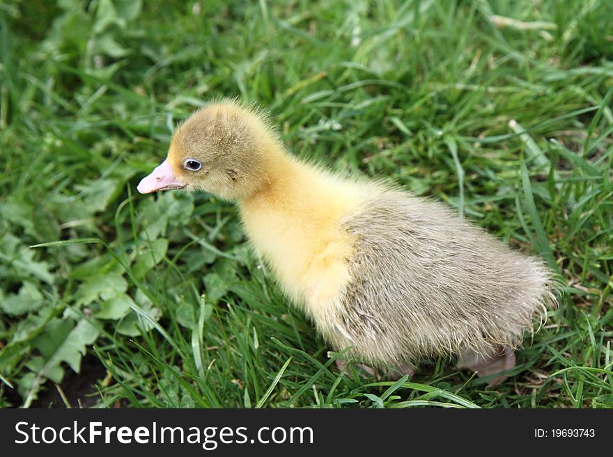 Cute baby goose on grass. Cute baby goose on grass