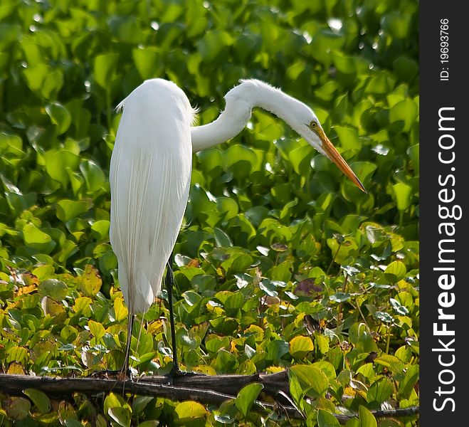 Great Egret looking for food in the morning