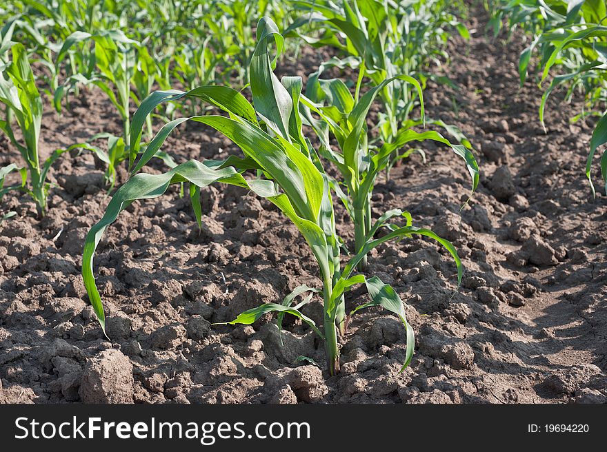 Closeup green corn stalks and field. Closeup green corn stalks and field