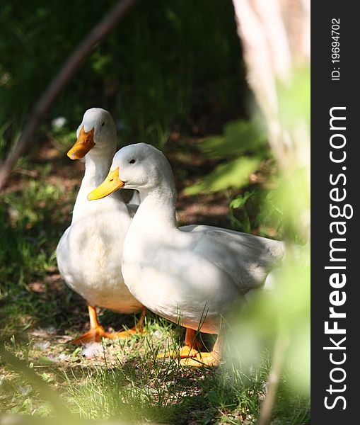 White domestic duck in garden