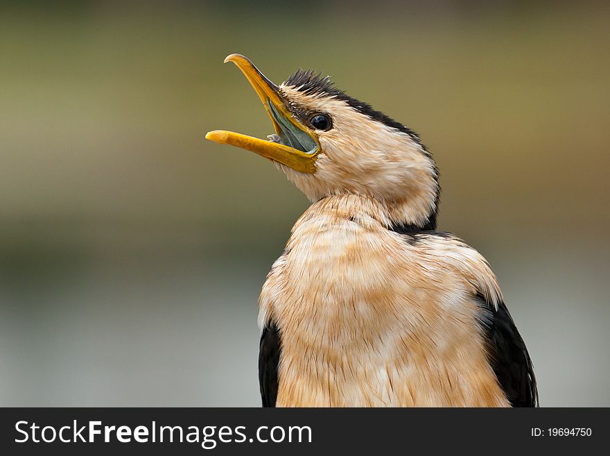 A Little Pied Cormorant calls out to a mate.