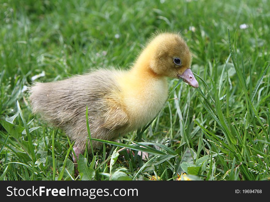 A Baby goose on grass. A Baby goose on grass