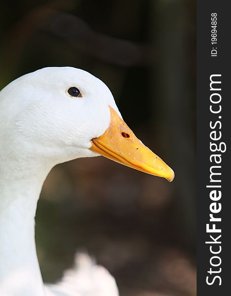 White domestic duck in garden