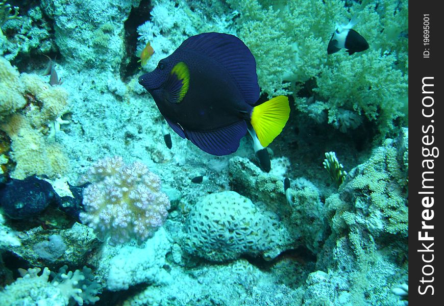 A small, blue and yellow fish in front of a coral reef at Sharm el Sheikh, Egypt in the Red Sea. A small, blue and yellow fish in front of a coral reef at Sharm el Sheikh, Egypt in the Red Sea