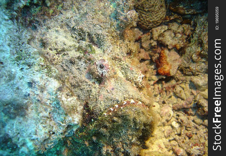 A Well Camouflaged Stone Fish