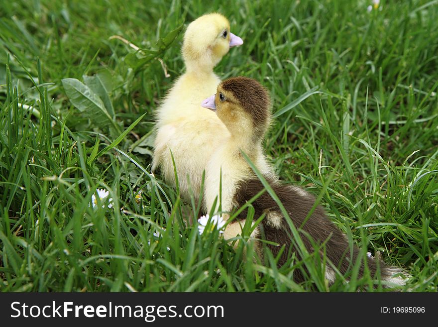 Yellow and brown ducklings on grass