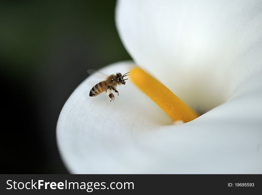 Bee collecting honey near white flower