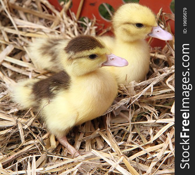 Two cute ducklings on hay