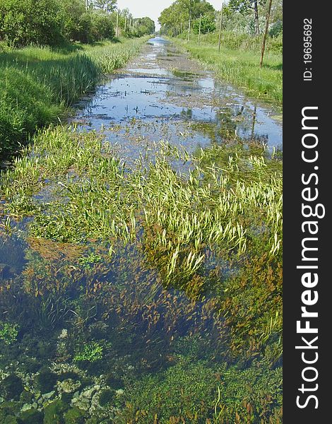 Grassy underwater meadow; underwater grass species growing in the water of a canal disappearing in the distance, canal banks green with generic vegetation (grass, shrubs, trees), electricity cable lanes bordering the canal, daylight.