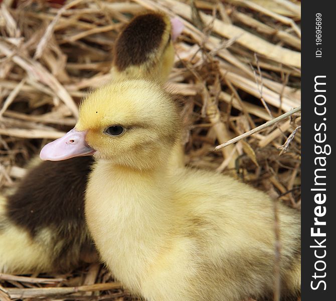 Two cute ducklings on hay
