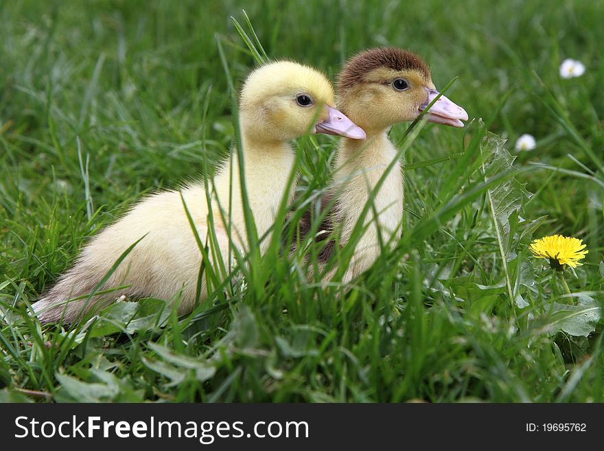 Yellow and brown ducklings on grass