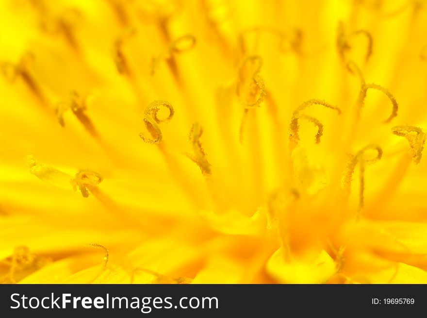 Stamens Of Dandelion Flowers